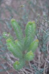 Serruria brownii