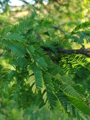 Vachellia seyal