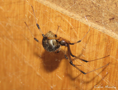 Latrodectus geometricus