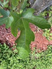 Ficus vasculosa