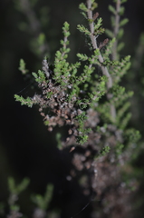 Erica paniculata