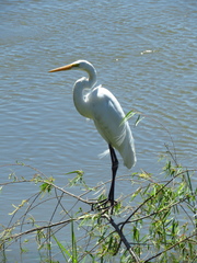 Ardea alba