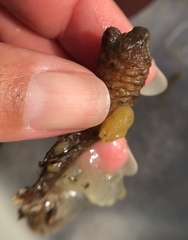 Styela montereyensis