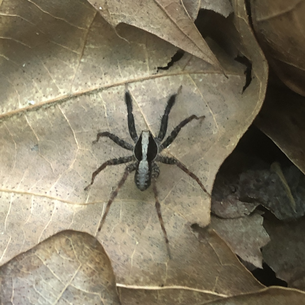 Brushlegged Spiders from Crowell Gap Rd, Roanoke, VA, US on May 4, 2021 at 0425 PM by Jackson