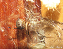 Latrodectus geometricus