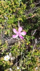 Dianthus cintranus