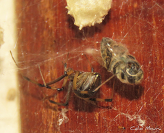 Latrodectus geometricus