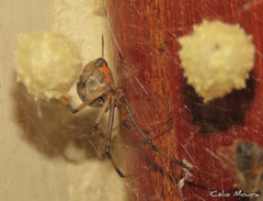 Latrodectus geometricus