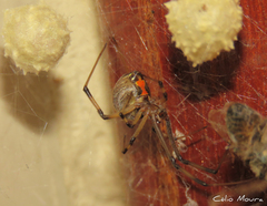 Latrodectus geometricus