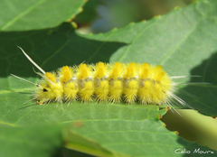 Lophocampa