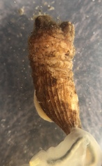 Styela montereyensis