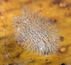Corambe pacifica