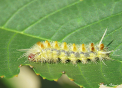 Lophocampa