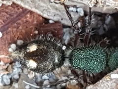 Ephutomorpha bicolorata