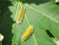 Lophocampa