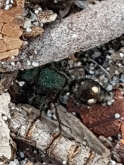 Ephutomorpha bicolorata