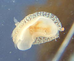 Corambe pacifica