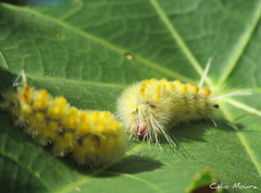 Lophocampa
