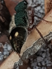 Ephutomorpha bicolorata