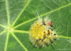 Lophocampa