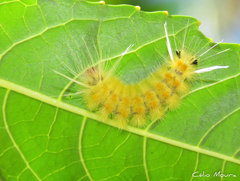 Lophocampa