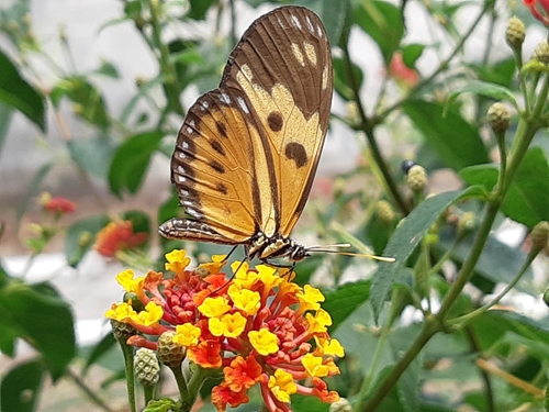 Isabella's Longwing