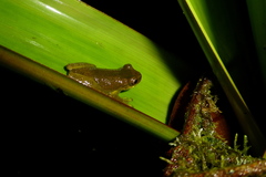 Dendropsophus carnifex