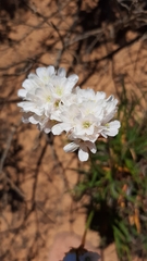 Armeria welwitschii