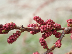 Tamarix tetrandra