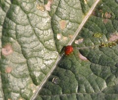 Sphaeroderma testaceum