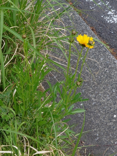 Coreopsis lanceolata