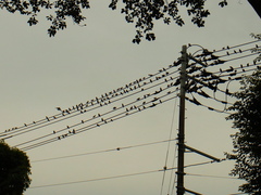 Spodiopsar cineraceus