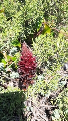 Orobanche foetida