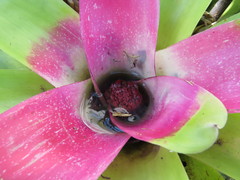 Neoregelia