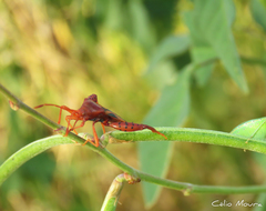 Crinocerus sanctus