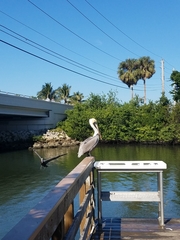 Pelecanus occidentalis
