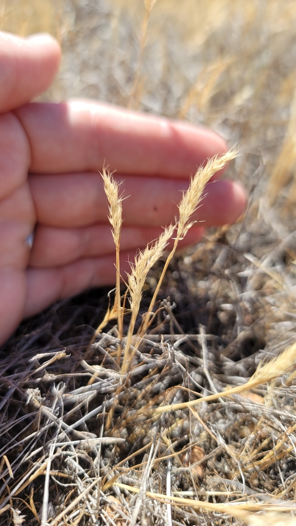 Small-leaf Bentgrass