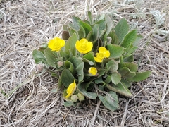 Ranunculus cardiophyllus