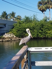 Pelecanus occidentalis