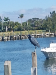 Egretta caerulea