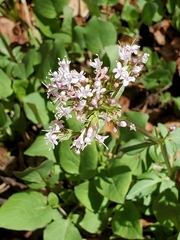 Valeriana arizonica