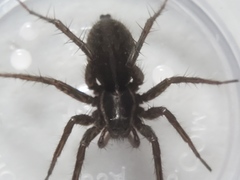 Pardosa modica