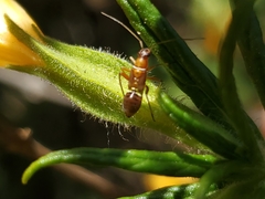 Closterocoris amoenus