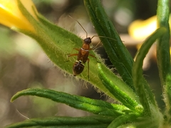 Closterocoris amoenus