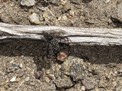 Conophorus fenestratus