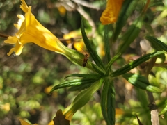 Closterocoris amoenus