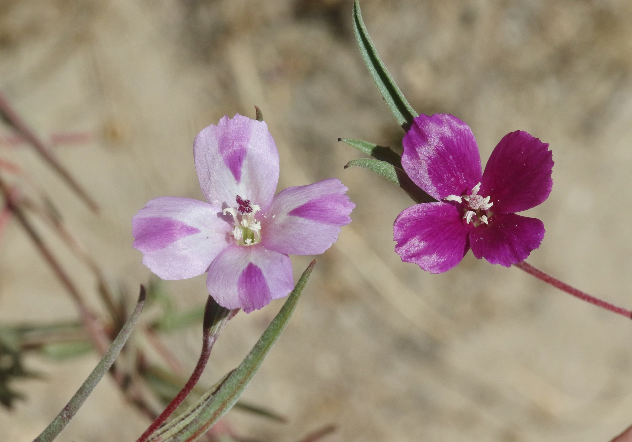 Clarkia purpurea ssp. quadrivulnera