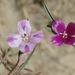 Clarkia purpurea - Photo (c) James Bailey,  זכויות יוצרים חלקיות (CC BY-NC), הועלה על ידי James Bailey