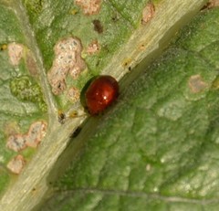 Sphaeroderma testaceum