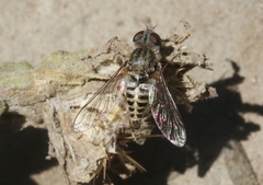 Aphoebantus interruptus